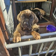 Cane Corso - Both