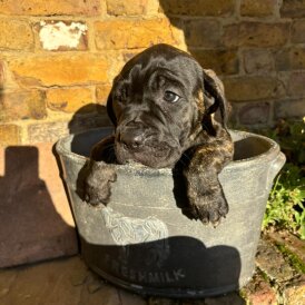 Cane Corso - Both