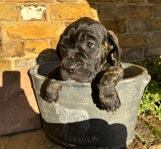 Cane Corso