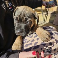 Cane Corso - Both