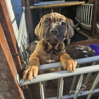 Cane Corso - Both