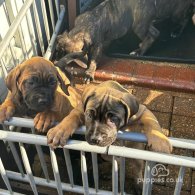 Cane Corso - Both