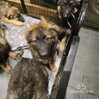 Caucasian Shepherd Dog - Both