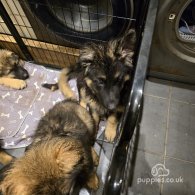 Caucasian Shepherd Dog - Both