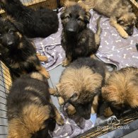 Caucasian Shepherd Dog - Both