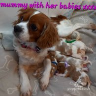 Cavalier King Charles Spaniel - Both