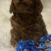 Cavapoo - Dogs