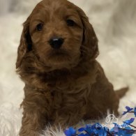 Cavapoo - Dogs