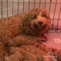 Cavapoo - Dogs