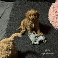 Cavapoo - Both