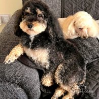 Cavapoo - Both