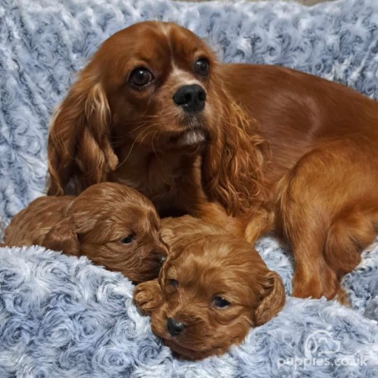 Cavapoo - Dogs