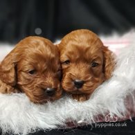 Cavapoo - Dogs