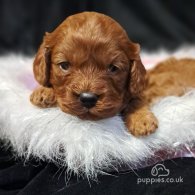 Cavapoo - Dogs