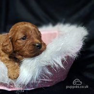 Cavapoo - Dogs