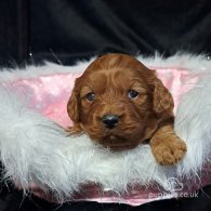 Cavapoo - Dogs