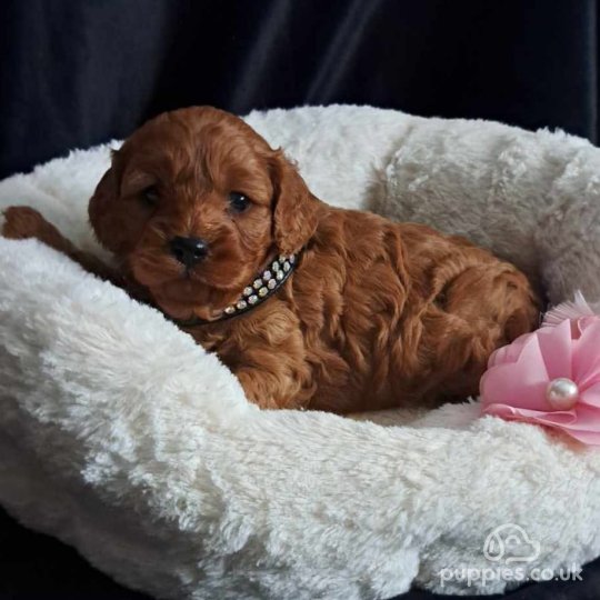 Cavapoo - Dogs