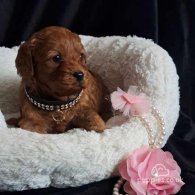 Cavapoo - Dogs