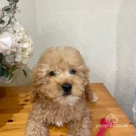 Cavapoo - Both