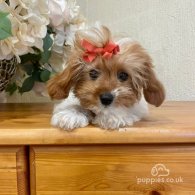 Cavapoo - Both