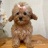 Cavapoo - Both