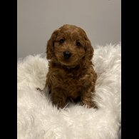 Cavapoo - Dogs