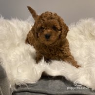 Cavapoo - Dogs