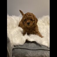 Cavapoo - Dogs