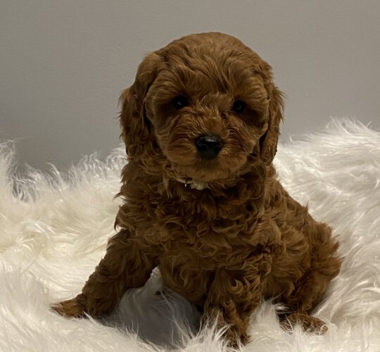 Cavapoo