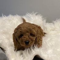 Cavapoo - Dogs