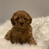 Cavapoo - Dogs