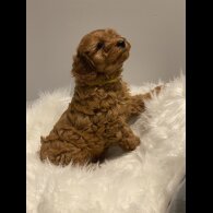 Cavapoo - Dogs