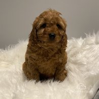 Cavapoo - Dogs