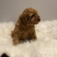 Cavapoo - Dogs