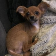 Chihuahua - Both