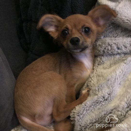 Chihuahua - Both