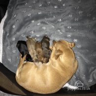 Chihuahua - Both