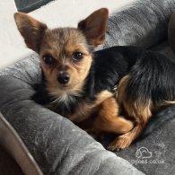 Chorkie - Both