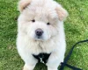Chow Chow