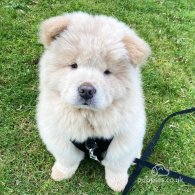 Chow Chow