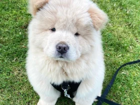 Chow Chow