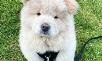 Chow Chow