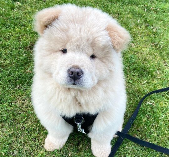 Chow Chow