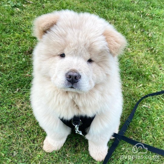 Chow Chow