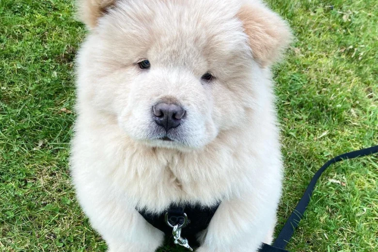 Chow Chow