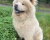 Chow Chow