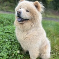 Chow Chow