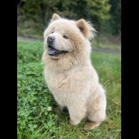 Chow Chow