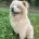 Chow Chow