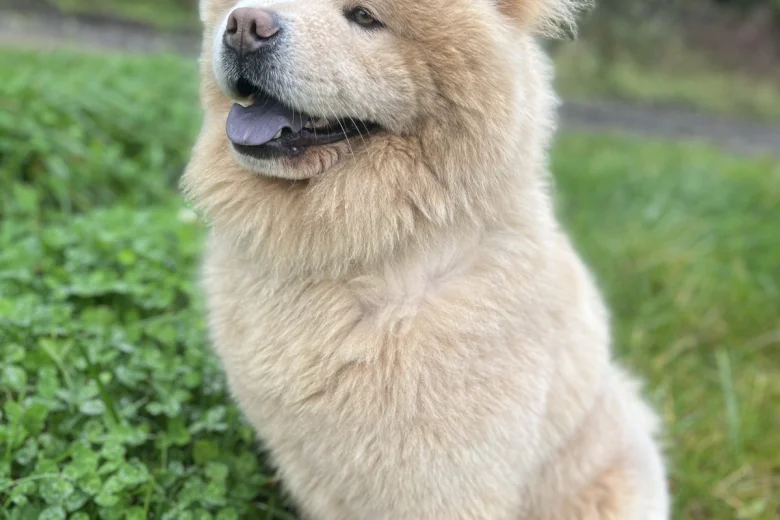Chow Chow